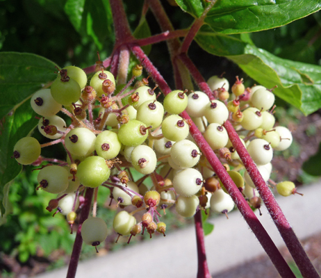 Red Osier Dogwood berries (Cornus sericea)