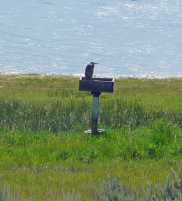 Great Blue Heron on nesting box
