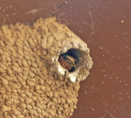 Swallow looking out of nest