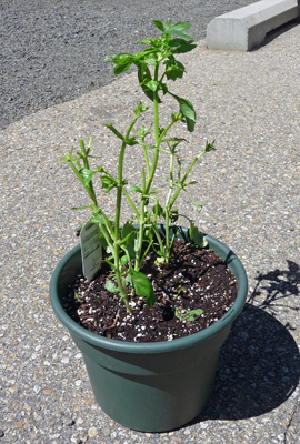 Basil plant eaten by ground squirrels