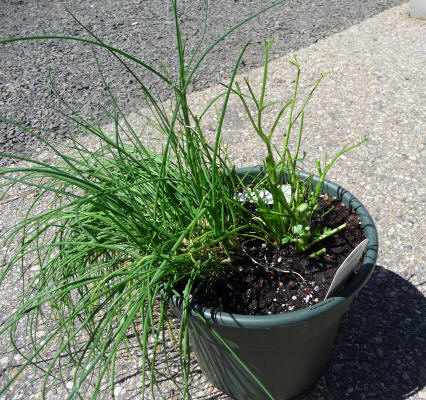 Parsley and chives eaten by ground squirrels