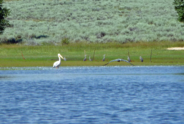 Pelican and herons Lake Cascade