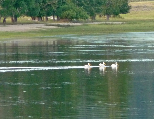 Pelicans Lake Cascade SP
