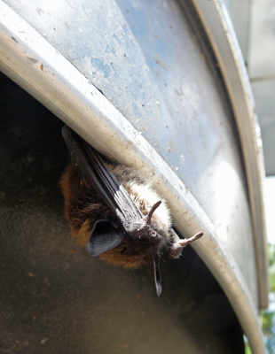 Bat hanging from underside of Airstream