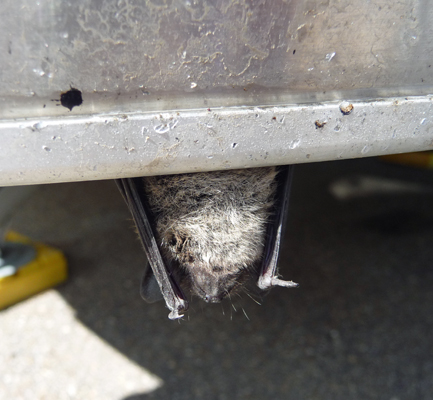 Bat hanging from undercarriage of Airstream