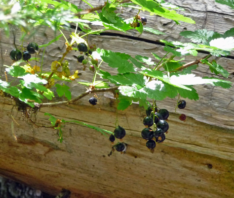 Northern Black Currants (Ribes hudsonianum)