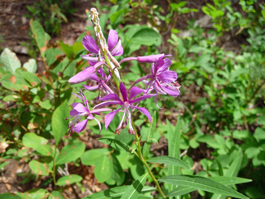 Fireweed along trail near Boulder Meadow Reservoir