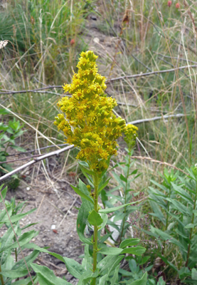 Rocky Mountain Canada Goldenrod (Solidago lepida)