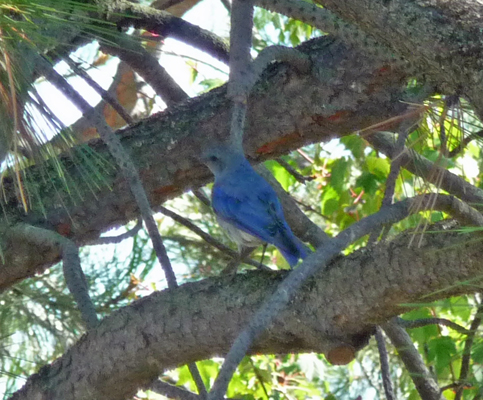 Mountain Bluebird at Sugarloaf Campground ID