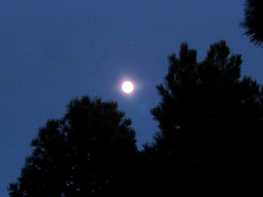  nearly full moon over pines