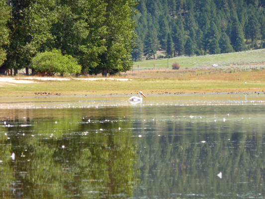 Pelican on Lake Cascade