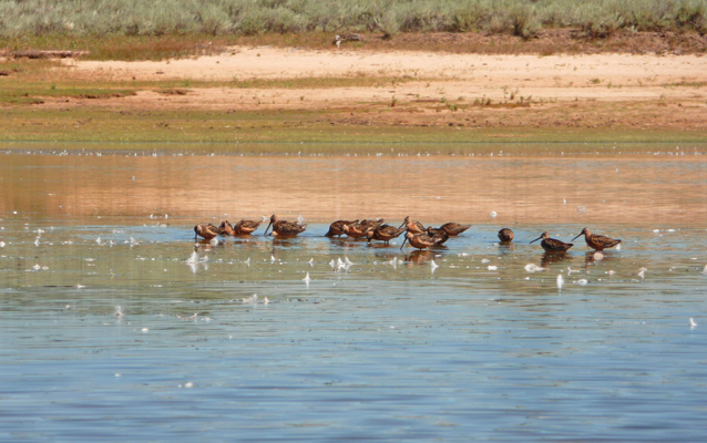 Short-billed Dowitchers on Lake Cascade