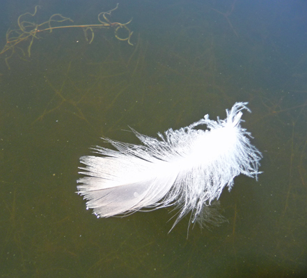 Feather on the water
