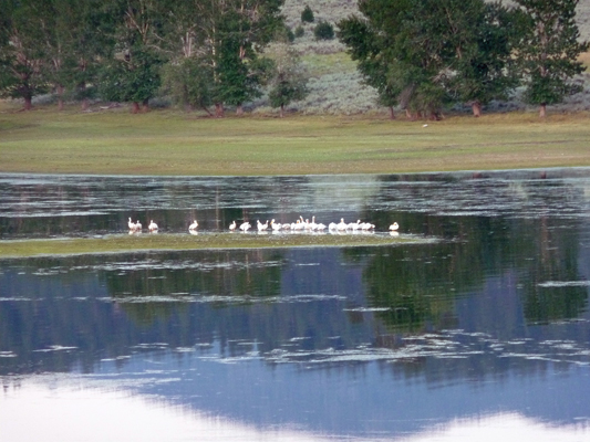 Flock of pelicans on Lake Cascade