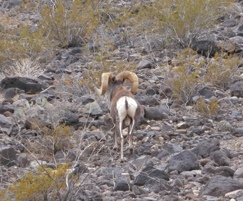 Big Horn Sheep ram Lake Mead National Recreation Area