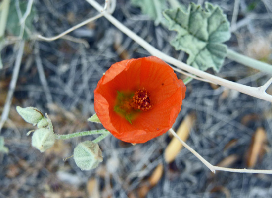 Globe mallow (Sphaeralcea ambigua)