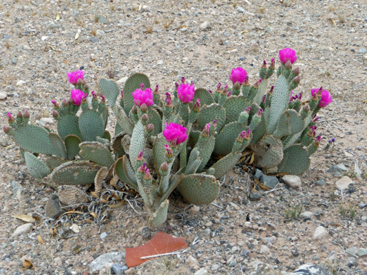 beavertail cactus in bloom