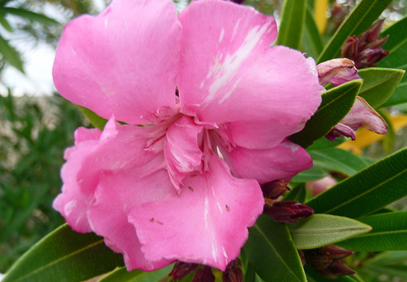 Pink Oleander Callville Campground NV