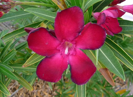 Red Oleander Callville Campground NV