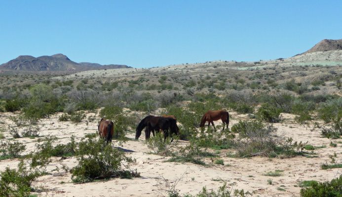Horses along Northshore Rd Lake Mead