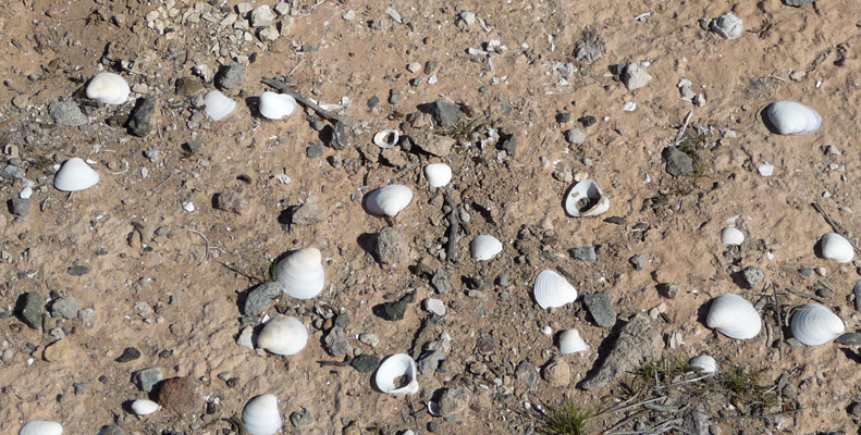 Shells along White Owl Trail Lake Mead