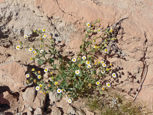 Rockdaisy (Perityle emoryi)