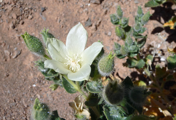 Rock Nettle (Eucnid -urens)