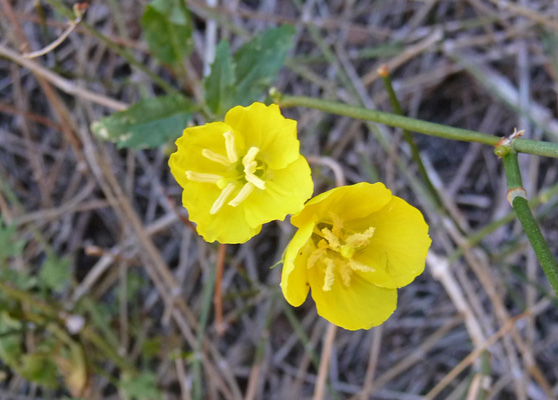 Golden Evening Primroses (Camissonia brevipes)