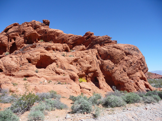 brittlebush in rocks