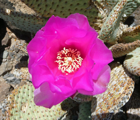 Beavertail Cactus Lake Mead