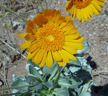 Silverleaf Sunrays (Enceliopsis argophylla)