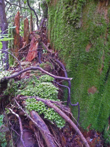 Two different kinds of moss on Lake Serene Trail near Index WA