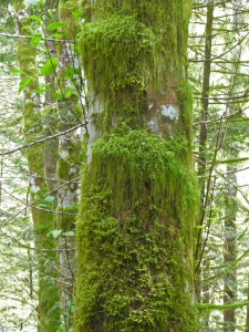 Mossy tree on Lake Serene Trail near Index WA
