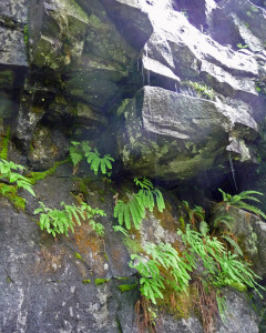 Grotto with Maidenhair ferns on old Lake Serene Trail