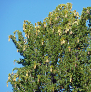 Closeup of Sugar Pine at Manzanita Lake Lassen Volcanic National Par