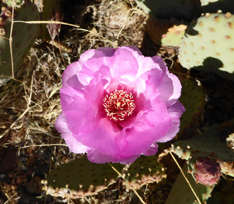 beavertail cactus flower
