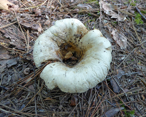 Mature Concave mushroom