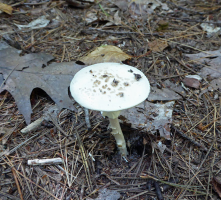 Mushroom with skinny stalk