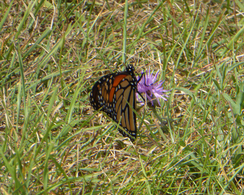Monarch butterfly on knapweed flower