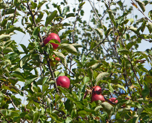 red apples in tree