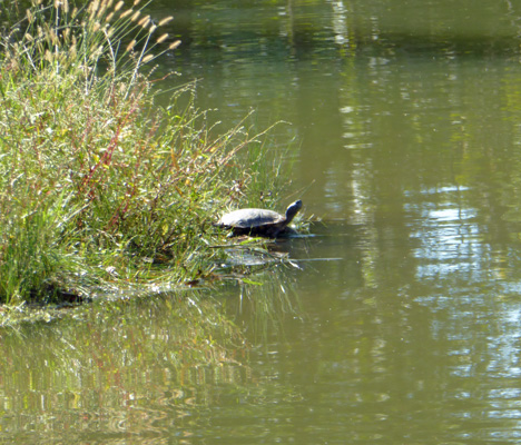 Turtle pond Grand Cherokee OK