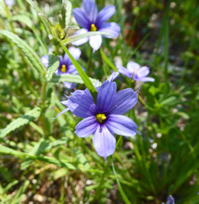 Stout Blue-eyed Grass (Sisyrinchium angustifolium)