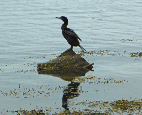 Cormorant on rock Camden Maine