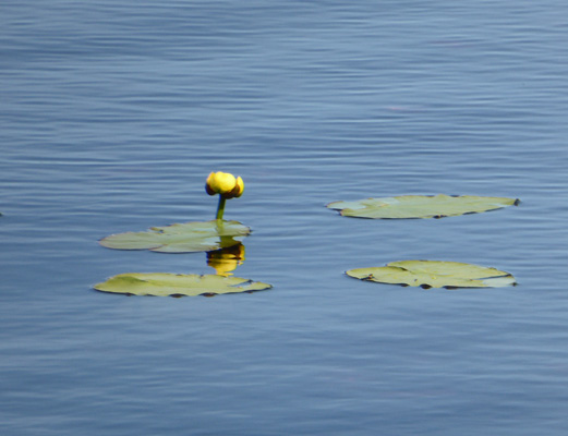 yellow pond lilies (Nuphar variegata)