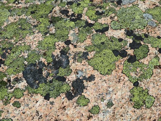 Green lichen Cadillac Mt