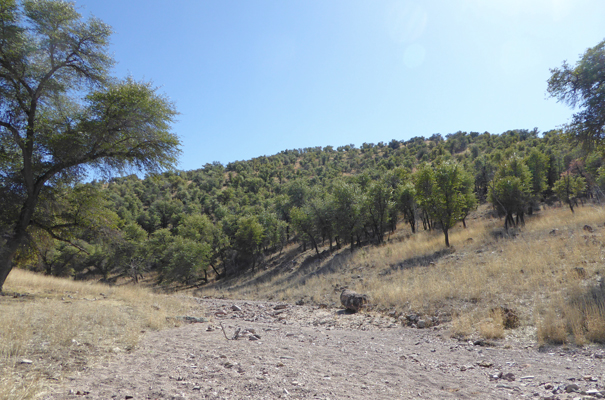 Trees along dry creek at Sycamore Canyon