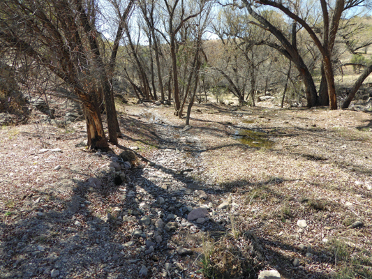 Springs in Sycamore Canyon