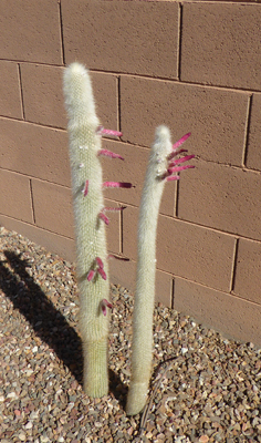 Silver Torch Cactus in bud