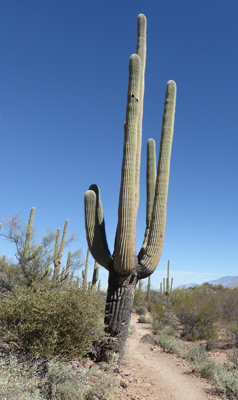 Big old saguaro