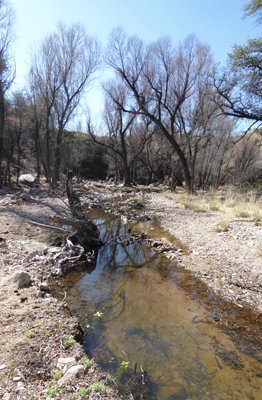 Water in Sycamore Canyon
